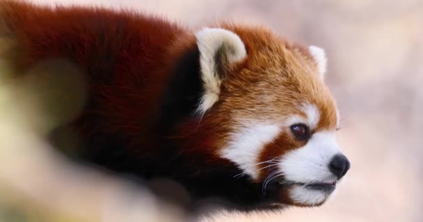 Een close-up van een rood pandagezicht. Rode panda, ook bekend als de mindere panda, een klein zoogdier afkomstig uit de oostelijke Himalaya en het zuidwesten van China. - Video