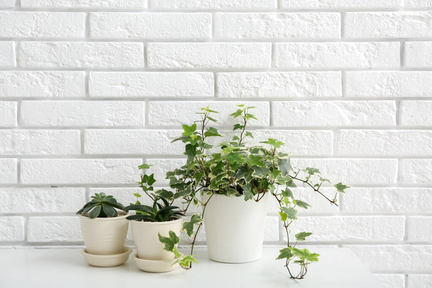 Plantas de interior verdes en la mesa cerca de la pared de ladrillo blanco - Foto, imagen