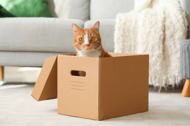 Funny cat in cardboard box at home - Фото, зображення