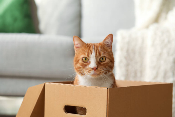 Funny cat in cardboard box at home, closeup - Fotó, kép