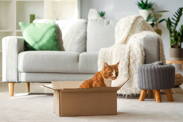 Funny cat in cardboard box at home - Zdjęcie, obraz