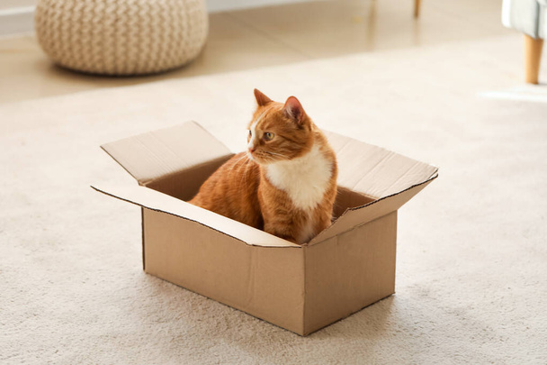 Funny cat in cardboard box at home - Фото, зображення