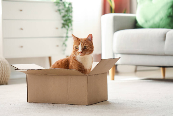 Grappige kat in kartonnen doos thuis - Foto, afbeelding