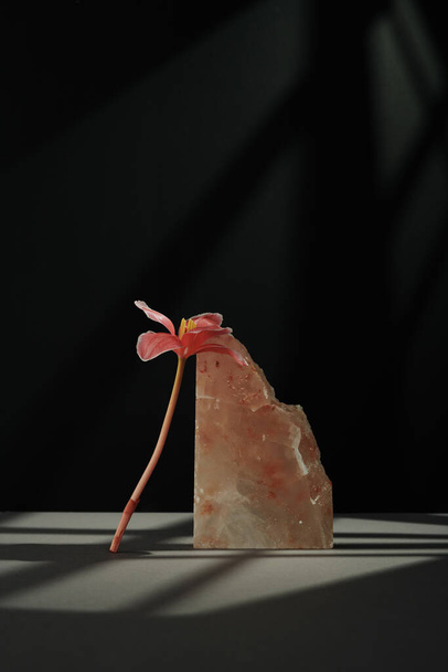 Vertical modern still life composition of fresh pink flower and halite on gray table against black wall background in gobo lighting - Photo, Image