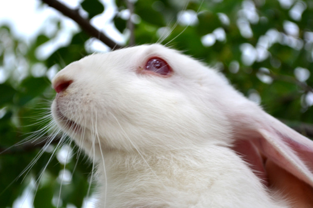 witte en fluffy bunny - Foto, afbeelding