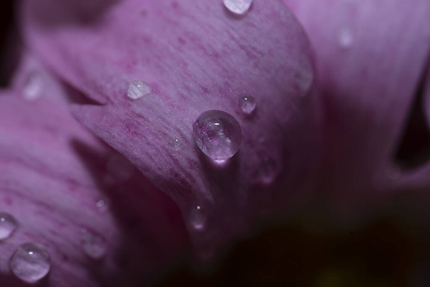Pink chrysanthemum petals with water drops close up. Floral background, splash screen, postcard. High quality photo - Zdjęcie, obraz