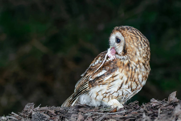 A close up profile photo taken from low level of a tawny owl at night. It is standing on the floor with a small rodent in its beak and looking over its shoulder - Photo, Image