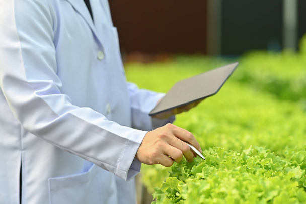 Gedeelte van landbouwwetenschappers die biologische groente observeren in de kas en resultaten analyseren op digitale tablet. - Foto, afbeelding