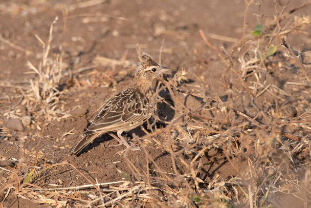 Sykes's lark (Galerida deva) observed in Greater Rann of Kutch in Gujarat, India - Photo, Image