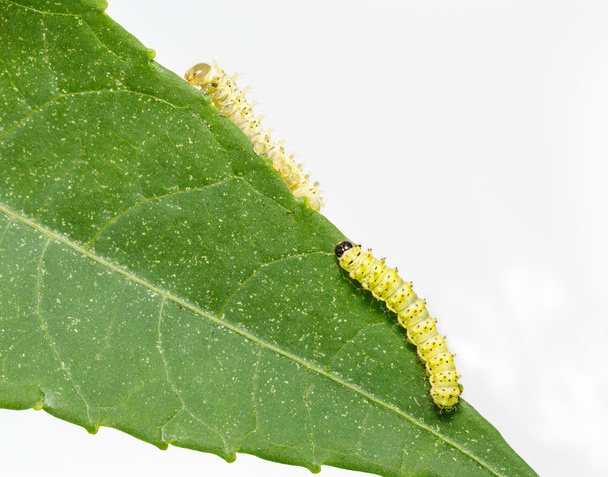 Caterpillars of eri silk moth  - Photo, Image