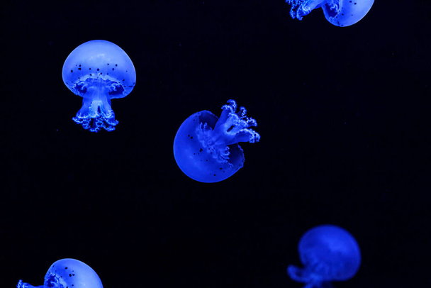 Shooting macro Jellyfish Spotted Lagoon underwater close up - 写真・画像