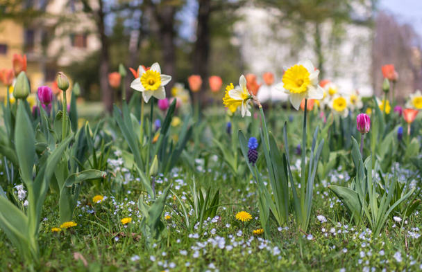 Spring season. Blossom flowers in the garden. Sunny day. - Fotografie, Obrázek