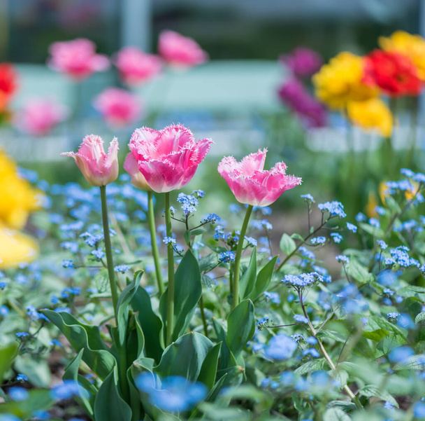 Spring season. Blossom flowers in the garden. Sunny day. - Фото, зображення