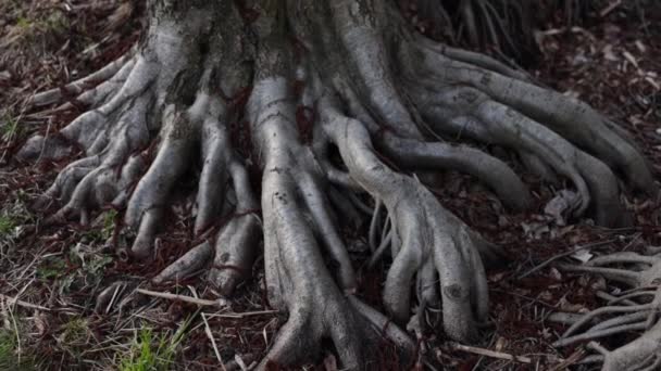 Puszta gyökerei régi fenyőfa kiálló a földből. Tájkép a régi fenyőerdőből magas fákkal. Fenyőfa gyökér rendszer néz ki kamera mozgás alatt gyökér - Felvétel, videó