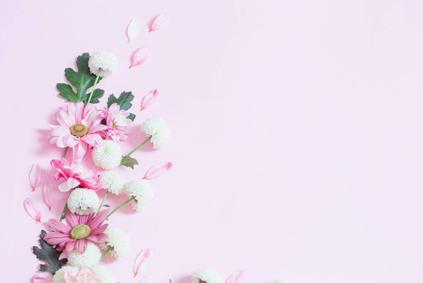 pink  and white chrysanthemums on pink background  background - Fotoğraf, Görsel
