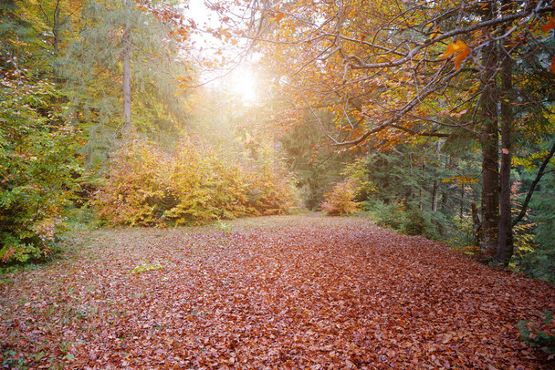 Brillo de otoño muy hermoso en el bosque con árboles amarillos, hojas rojas caídas y sol poniente - Foto, Imagen