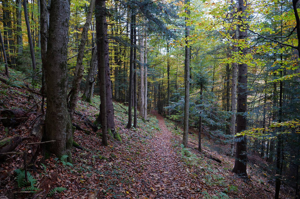 Karpat dağlarında güzel bir sonbahar ormanı. Ukrayna Karpatlarının şaşırtıcı doğası - Fotoğraf, Görsel