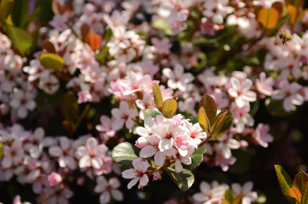 Цветы Rhaphiolepis indica (индийский боярышник) из южного Китая, выращенные для своих декоративных розовых цветов, и популярны в культуре бонсай - Фото, изображение