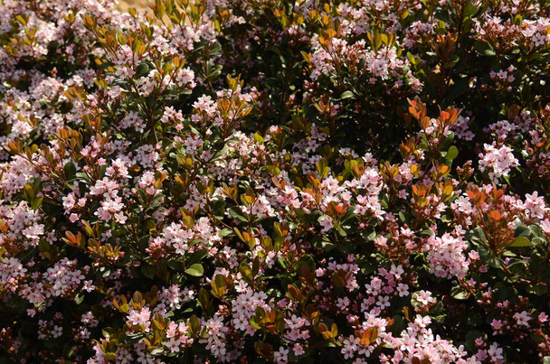 Kwiaty Rhaphiolepis indica (głóg indyjski) z południowych Chin, uprawiane dla ozdobnych różowych kwiatów, i popularne w kulturze bonsai - Zdjęcie, obraz