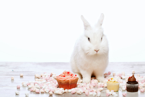 Little bunny sitting by the cupcake - Φωτογραφία, εικόνα