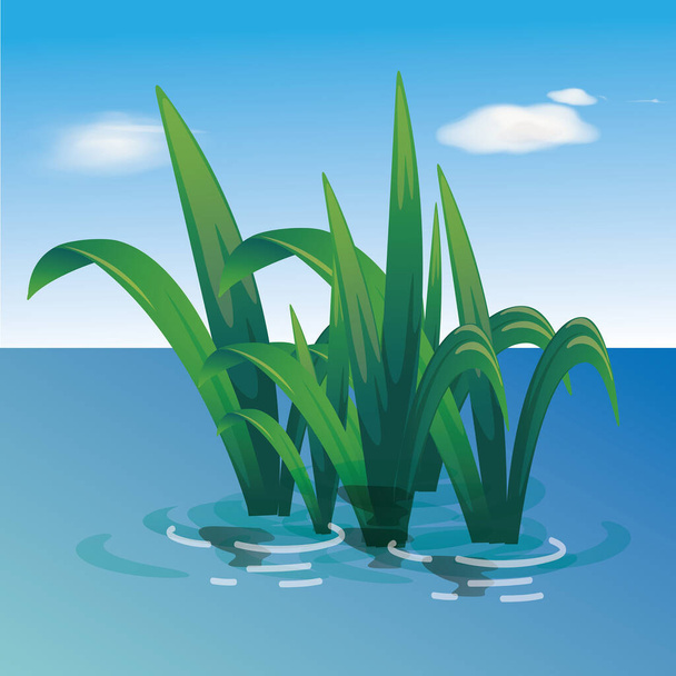 Vetor de plantas aquáticas crescendo na água de uma lagoa. Ilustração do lago com gramíneas verdes, o cenário da natureza em um mundo aquático. Folhas verdes longas e plantas são cultivadas no rio - Vetor, Imagem
