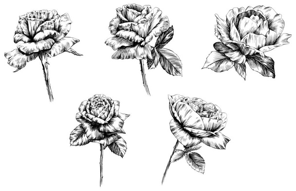 Rose flower isolated on white. hand drawn vintage illustration. - Vector, imagen