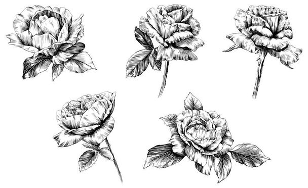 白に孤立したバラの花。手描きヴィンテージイラスト. - ベクター画像