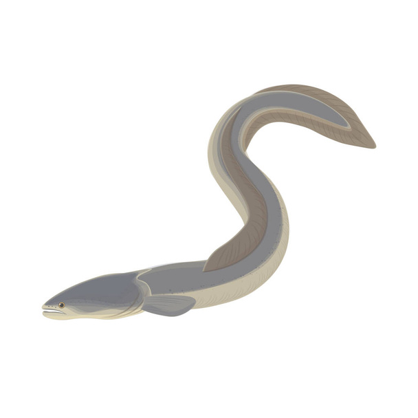 Logo de ilustración de vectores realistas de anguila japonesa - Vector, Imagen