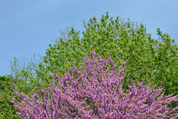 Box Elder (Acer negundo) στο πίσω μέρος, και Redbud Tree (Cercis siliquastrum) στο μπροστινό μέρος - Φωτογραφία, εικόνα