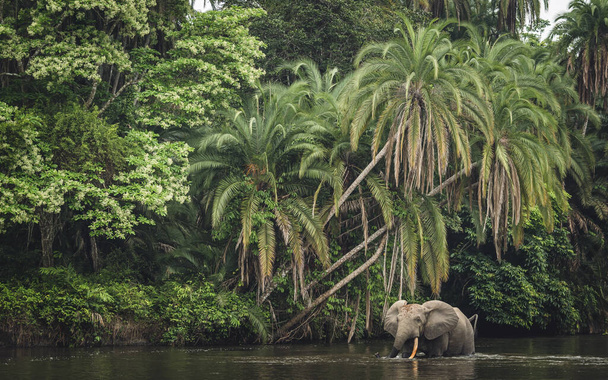 Afrika orman fili (Loxodonta Cyclotis) ve Lekoli Nehri. Odzala-Kokoua Ulusal Parkı. Cuvette-Ouest Bölgesi. Kongo Cumhuriyeti - Fotoğraf, Görsel
