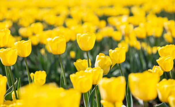 Nyári fotózás egy tulipánmezőn. A nap fényesen süt a sárga virágokra. Ajándék a nyári szünetre.. - Fotó, kép