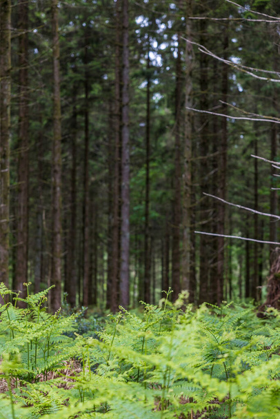 Мягкие леса и папоротники в Андейнском лесу - Фото, изображение