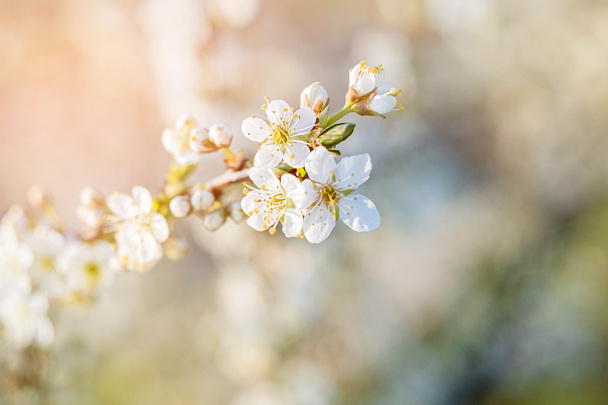 Nahaufnahme eines Zweiges weißer Kirschblüten in den Lichtstrahlen. - Foto, Bild