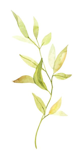 Vesiväri käsin maalattu kasvitieteellinen keväällä lehdet ja oksat kuvitus clipart eristetty valkoisella pohjalla. Eristetyt esineet hääkutsuihin ja onnittelukortteihin - Valokuva, kuva