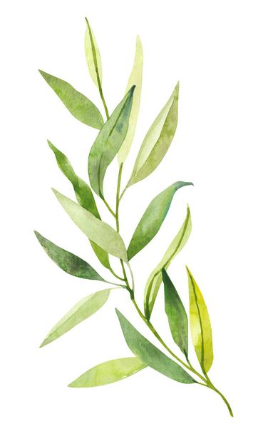 Vesiväri käsin maalattu kasvitieteellinen keväällä lehdet ja oksat kuvitus clipart eristetty valkoisella pohjalla. Eristetyt esineet hääkutsuihin ja onnittelukortteihin - Valokuva, kuva