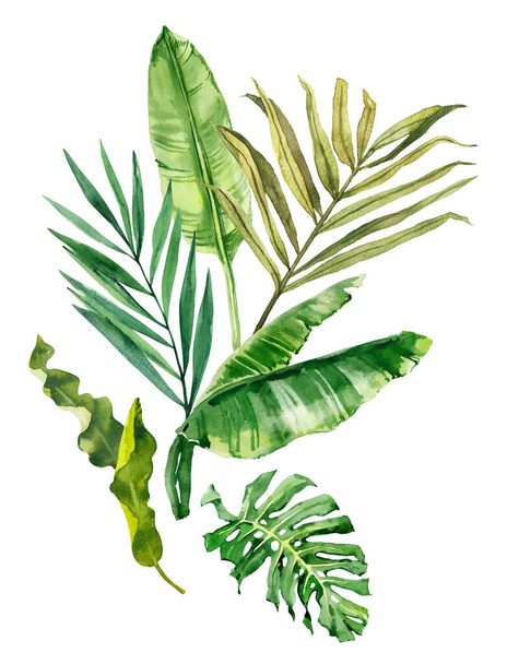 Акварель рука намальована тропічним листям тропічних лісів. Ботанічна ілюстрація ізольована на білому тлі. Ручне розфарбоване акварельне квіткове кліп-арт
 - Фото, зображення