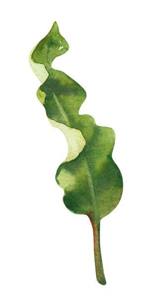Акварель рука намальована тропічним листом тропічних лісів. Ботанічна ілюстрація ізольована на білому тлі. Ручне розфарбоване акварельне квіткове кліп-арт
 - Фото, зображення