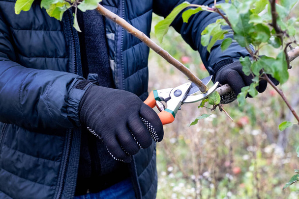 Jardinero poda una rama de manzano con tijeras de jardín - Foto, imagen