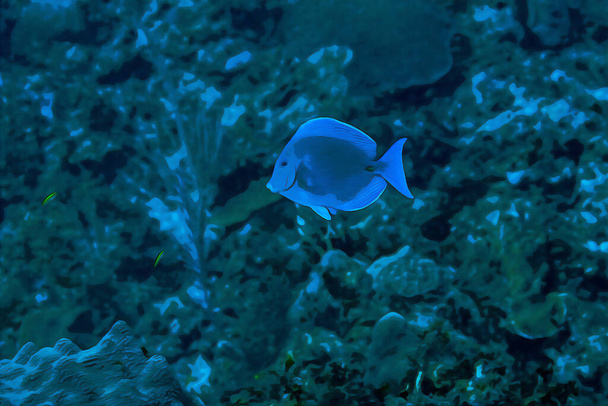 Цифровая акварельная живопись хирурга синего оттенка Acanthurus coeruleus, плавающая над коралловым рифом. Высокое качество иллюстрации - Фото, изображение