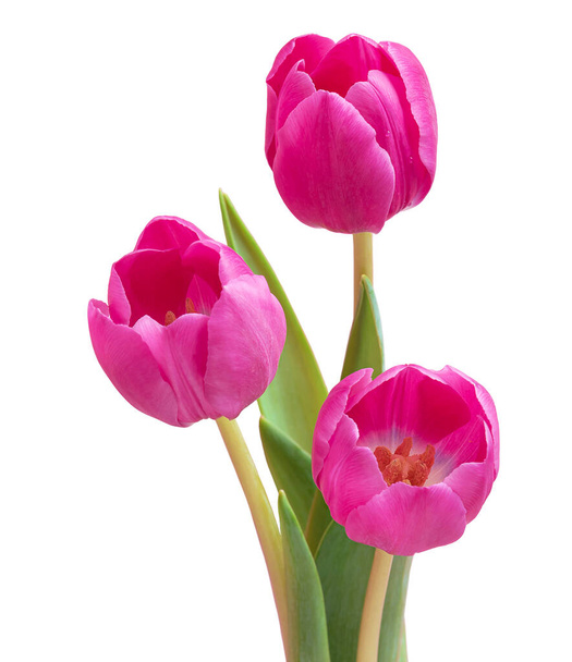 Ramo de tres tulipanes rosados. Aislar sobre fondo blanco - Foto, imagen