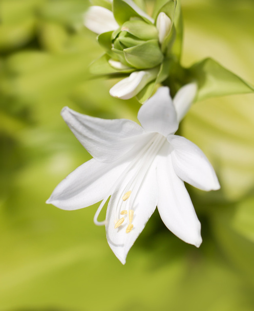 fehér liliom - Fotó, kép