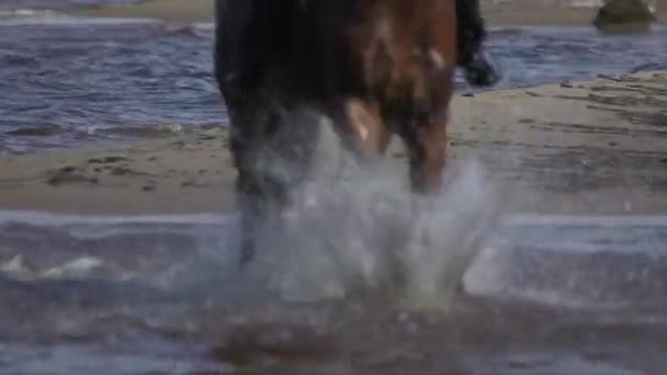 tracking shot of horses feet splashing water into the sea - Footage, Video