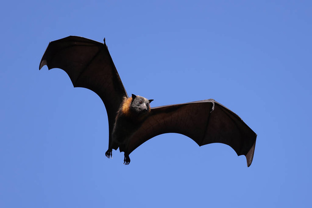Australian harmaapäinen lentävä kettu lennossa - Valokuva, kuva