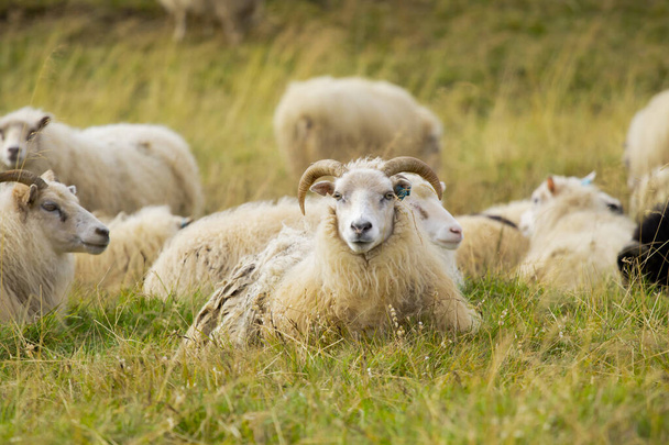 Icelandic Sheep Graze in the Mountain Meadow, Group of Domestic Animal in Pure and Clear Nature. Beautiful Icelandic Highlands. Ecologically Clean Lamb Meat and Wool Production. Scenic Area. - Фото, зображення