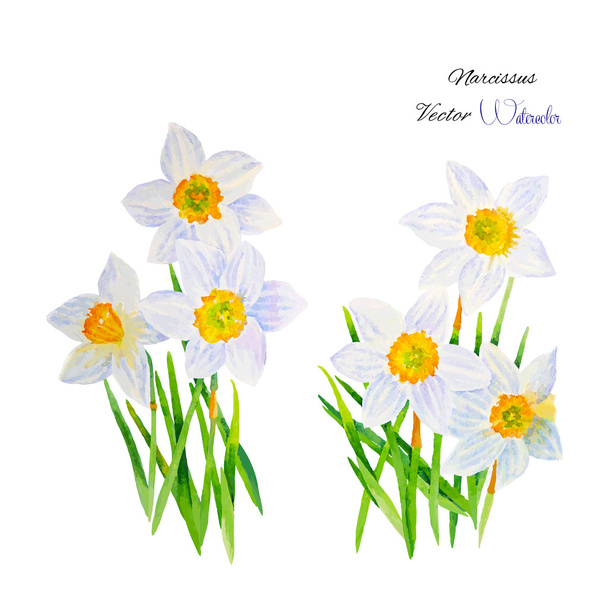 Narcissus - Vector, afbeelding