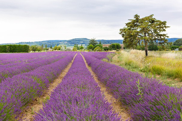 Lavender fields near Valensole in Provence, France. - Foto, imagen