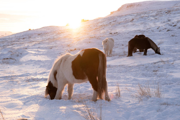 Horses In Winter. Rural Animals in Snow Covered Meadow. Pure Nature in Iceland. Frozen North Landscape. Icelandic Horse is a Breed of Horse Developed in Iceland.  - Foto, Bild