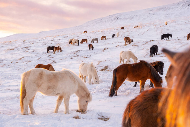 Horses In Winter. Rural Animals in Snow Covered Meadow. Pure Nature in Iceland. Frozen North Landscape. Icelandic Horse is a Breed of Horse Developed in Iceland.  - Foto, afbeelding