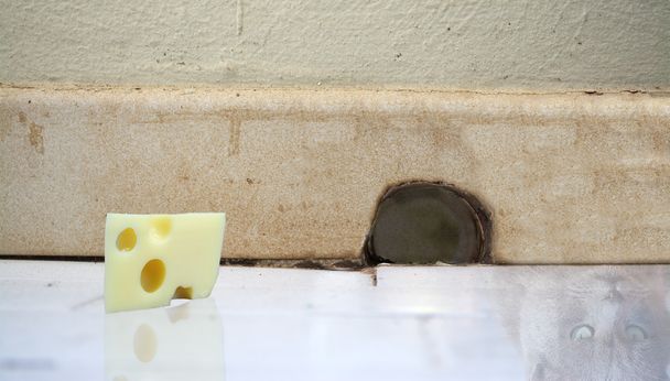 morceau de fromage et chat reflété sur le sol devant un mou
 - Photo, image