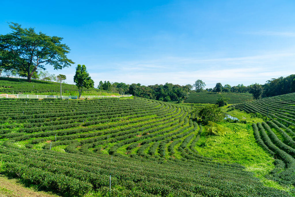tea or green tea plantation on mountain with blue sky - Zdjęcie, obraz